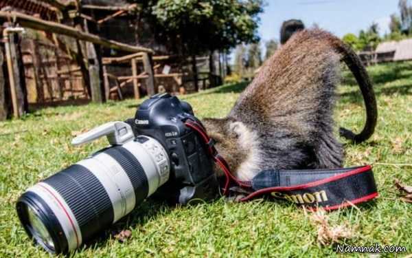 میمون عکاس
