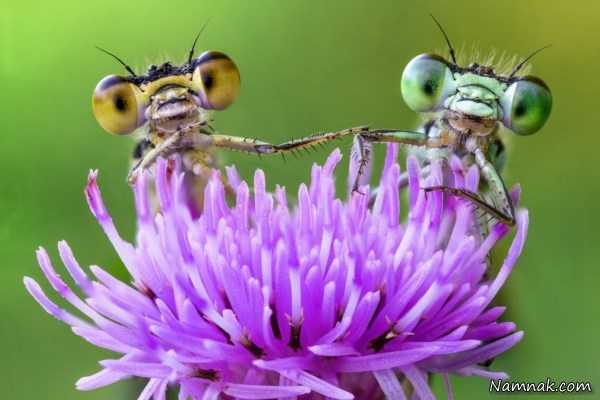 عکس زیبای حشرات
