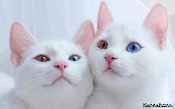 گربه های سفید زیبا