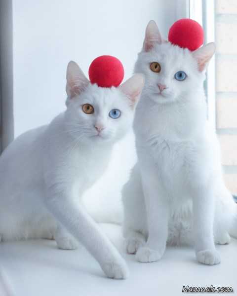 گربه های چشم رنگی