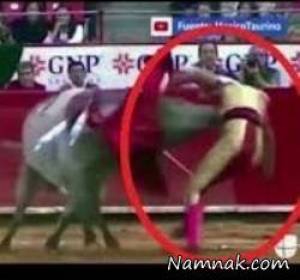 گاوباز ، فرو رفتن شاخ گاو داخل روده گاو باز