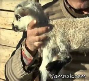 بره 5 پا ، عکس بره عجیب و غریب