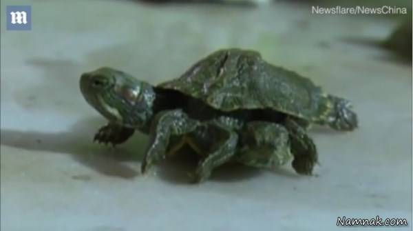 لاکپشت عجیب الخلقه با 8 سر و پا در چین + تصاویر 1