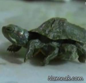 لاکپشت عجیب الخلقه با 8 سر و پا در چین + تصاویر 1