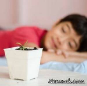 گیاه خواب ، گل های آپارتمانی