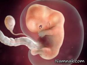 تشکیل قلب جنین در هفته ، اندازه جنین 6 هفته ای