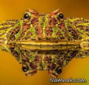 عکسهای حیات وحش ، تصاویر زیبای حیوانات وطبیعت