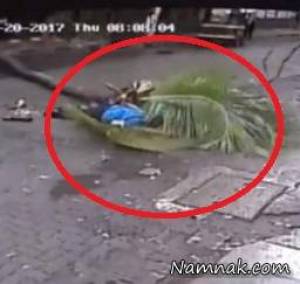 سقوط درخت ، حادثه گزارشگر زن