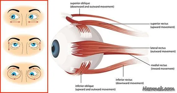 ورزش تقویت بینایی و چشم ورزش تقویت بینایی