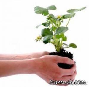 فواید گیاه در خانه ، فواید نگهداری گل و گیاه در خانه