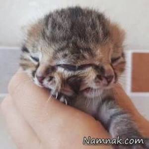 بچه گربه 3 چشم ، تولد بچه گربه عجیب
