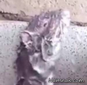 حمام کردن موش ، سرگرمی نمناک