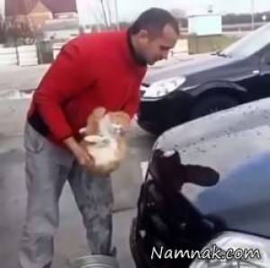 کار جنجالی با گربه