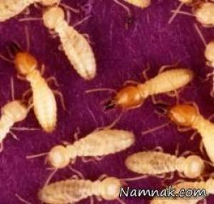 دفع موریانه ، how to get rid of termites