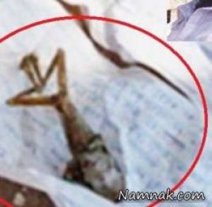 زن قورباغه زایید ، سرگرمی نمناک