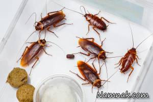 سوسک زنده
