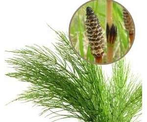 گیاه دم اسبی