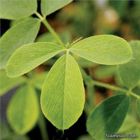 یونجه و عرق یونجه