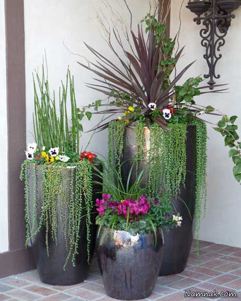 گلهای آپارتمانی ، گیاهان زینتی ، گیاهان آپارتمانی