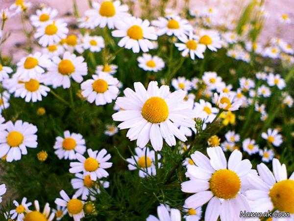بهترین ادویه ها و بابونه برای تقویت مغز بابونه برای تقویت مغز ، برای تقویت مغز چه باید کرد ، غذا برای تقویت مغز