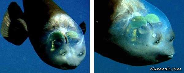 ماهی عجیب کله شیشه ای
