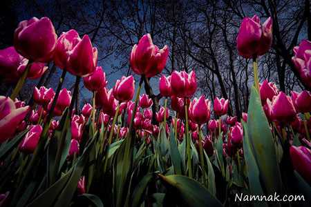 عکس روزانه ، عکسهای روزانه