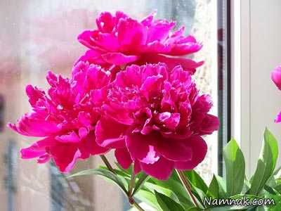 گل صدتومانی ، درمان گیاهی تخمدان پلی کیستیک ، داروی گیاهی تخمدان پلی کیستیک