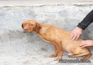 حیوان آزاری ، پلیس