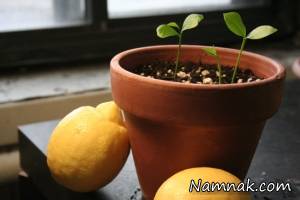 کاشت هسته مرکبات ، نحوه کاشت دانه مرکبات