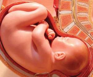 جنین ، جنین در هفته های مختلف