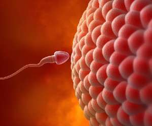 تخمک ، جنس مونث