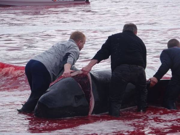 کشتار نهنگ ها