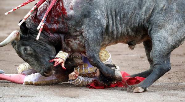 ضربات وحشتناک گاو وحشی به گاوباز حرفه ای! + تصاویر 14+ 1