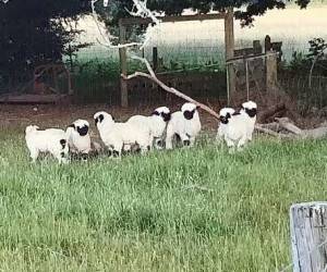 زیباترین گوسفندان ، گوسفندان در نیوزیلند