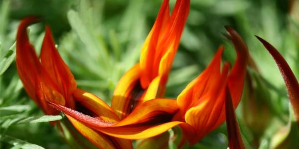 گل منقار طوطی Lotus berthelotii