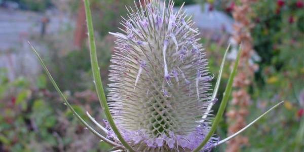 بانکسیا Banksia pulchella