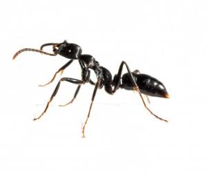 روغن مورچه