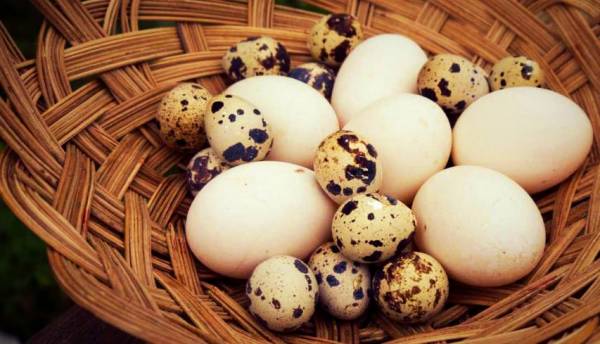راههای به حرف آمدن کودک تخم اردک و بلدرچین