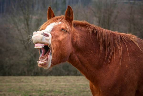 خندیدن اسب
