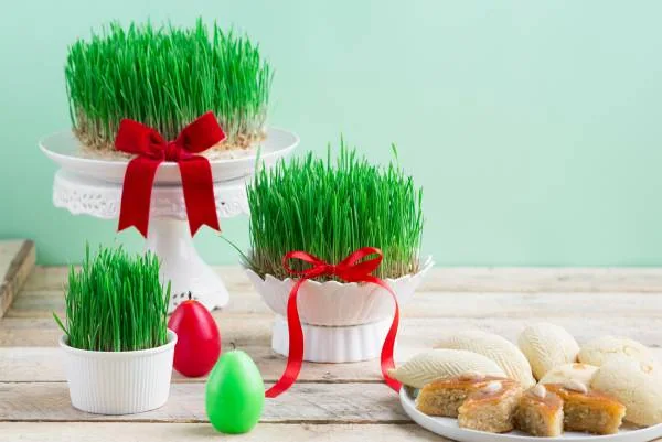 نکات مهم در تهیه سبزه عید کاشت سبزه عید