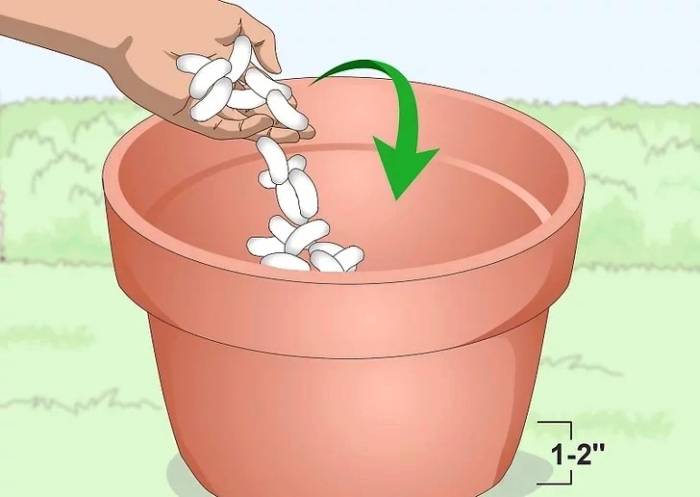 how to plant lavender in pots