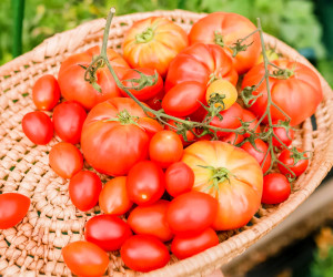 بذر گیری گوجه فرنگی