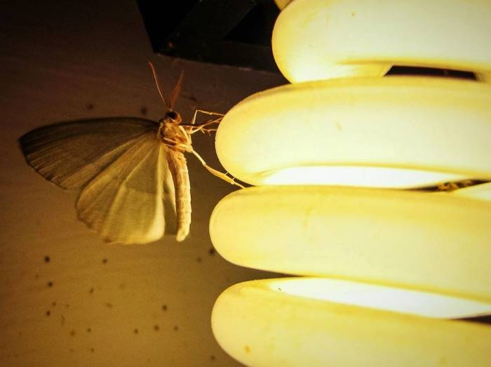 لامپ جاذب حشرات