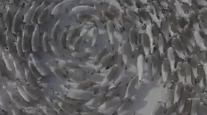 رفتار عجیب گله گوسفند بیماری حلقهها