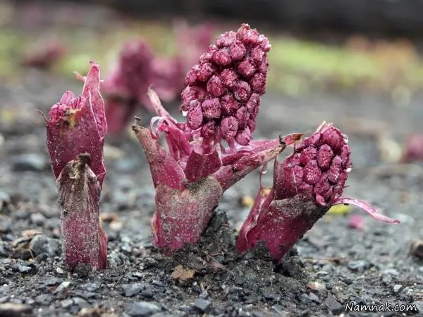 گیاه Butterbur برای درمان آلرژی گیاه Butterbur