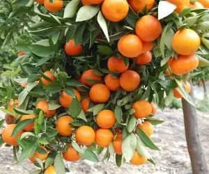 کاشت مرکبات در گلدان
