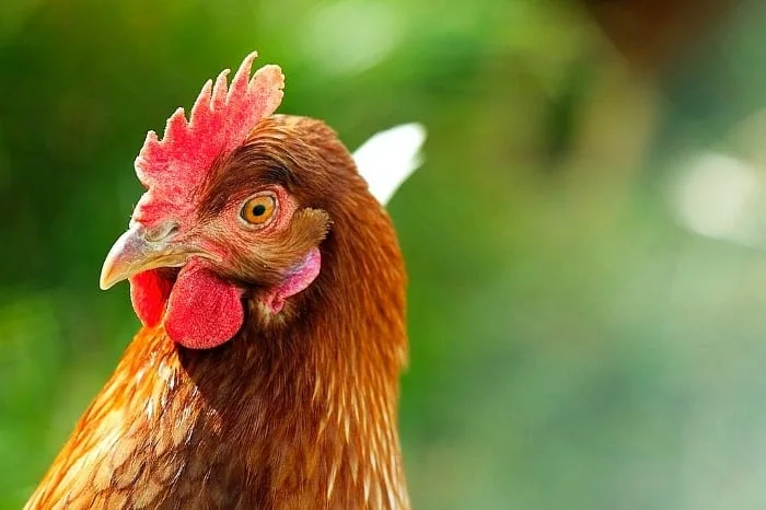 معمای مرغ و تخم مرغ