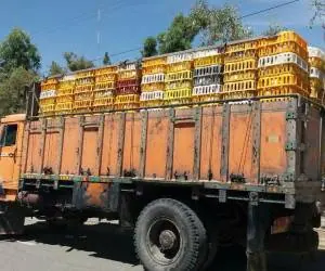 مرغ قاچاق
