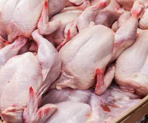 قطعه کردن مرغ