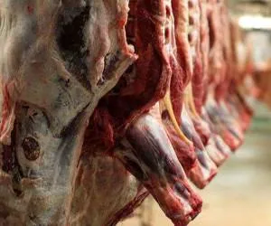 قیمت گوشت